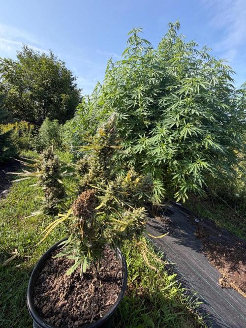 2026 Medley. Week 22 - 21st, bit of Bud-Rot set things in motion: ALL GOOD