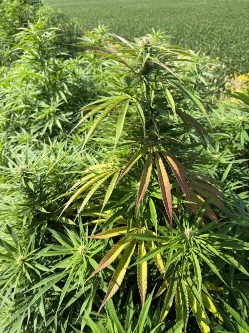 2026 Medley. Week 22 - 21st, GMG Canopy, fading into Black Willie, into Jacky White… 