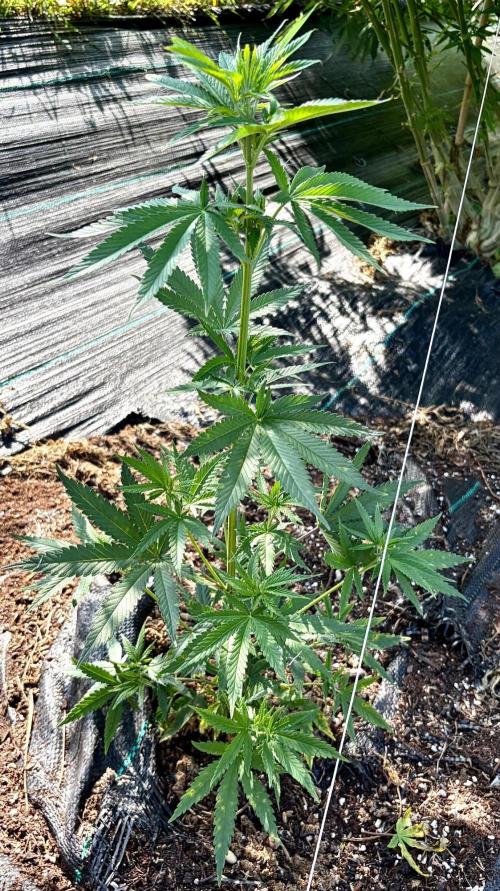 RED BILLY making it Official. Week 6 - 21st, Culled from the seed-run, this Female has set some
Roots outside