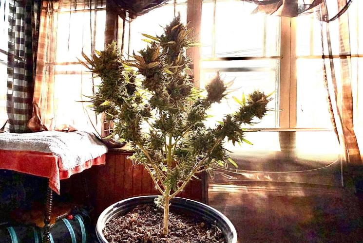 MANGA ROSA for Ole-Time sake. Week 22 - Ethos Haze auto and a Drum-Roll on day 82, to be chopped @ bed-time