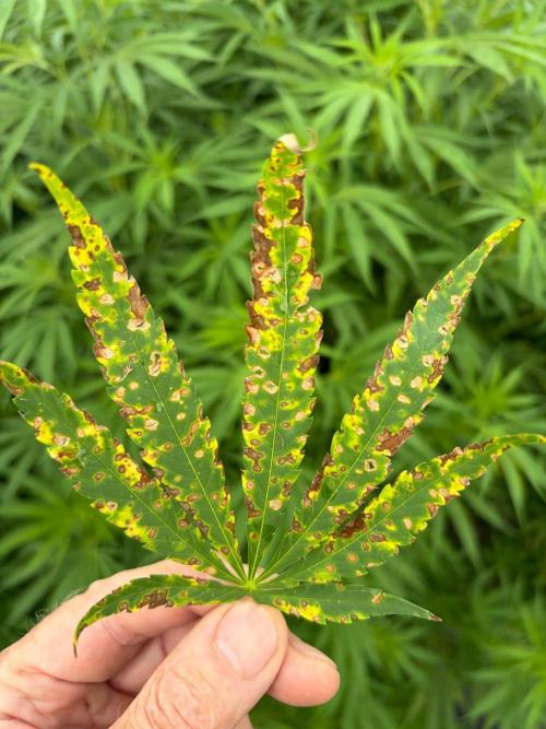 2026 Medley. Week 22 - 22nd Septoria in Hawaiian Snow and a bunch of others; too much water!
