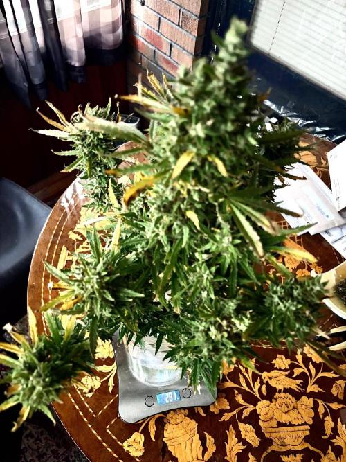 MANGA ROSA for Ole-Time sake. Week 23 - 22nd for breakfast; 281 grams in the Ethos Haze

Solid Buds 100% & a crazy smell