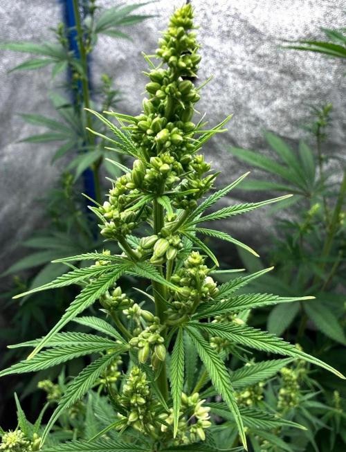 RED BILLY making it Official. Week 7 - 23rd RED BILLY Pollen