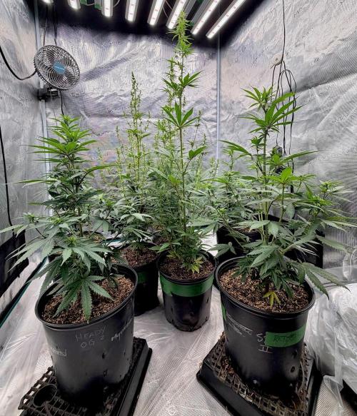 RED BILLY making it Official. Week 7