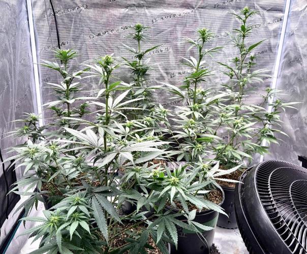 RED BILLY. Week 7