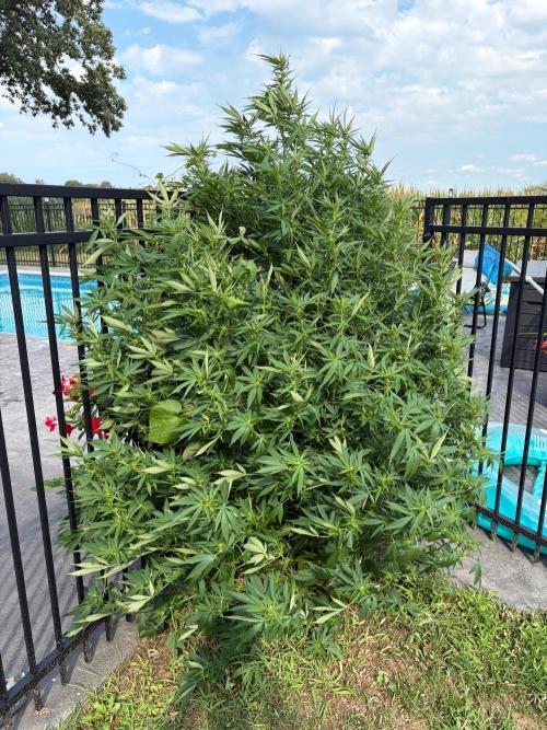 2026 Medley. Week 23 - 26th, PANAMA RED X-mas tree pheno !! 