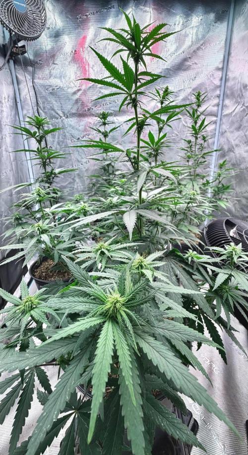 RED BILLY making it Official. Week 7 - 28th, crispy looking pistils all over. Except the obvious ones 