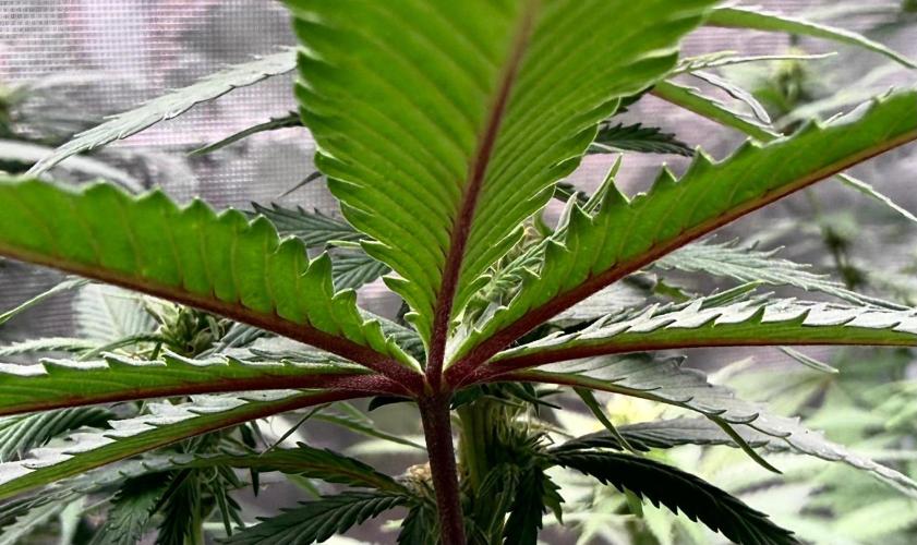 RED BILLY making it Official. Week 7 - 29th
1 of 5 plants has leaves like this… 