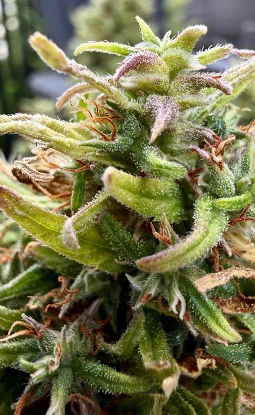 MANGA ROSA for Ole-Time sake. Week 23 - 29th, BiG Picture, not expecting Amber! Still lotsa Clears!