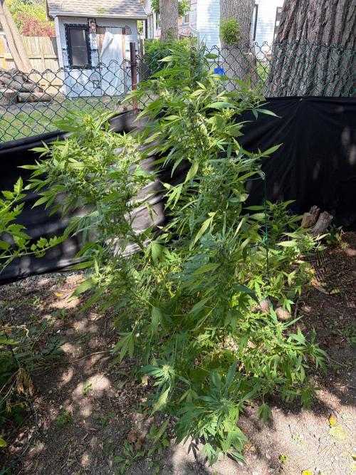 2026 Medley. Week 23 - 29th, FRIESLAND M33 is full of Gassy Buds. Male SSDD chopped beside it