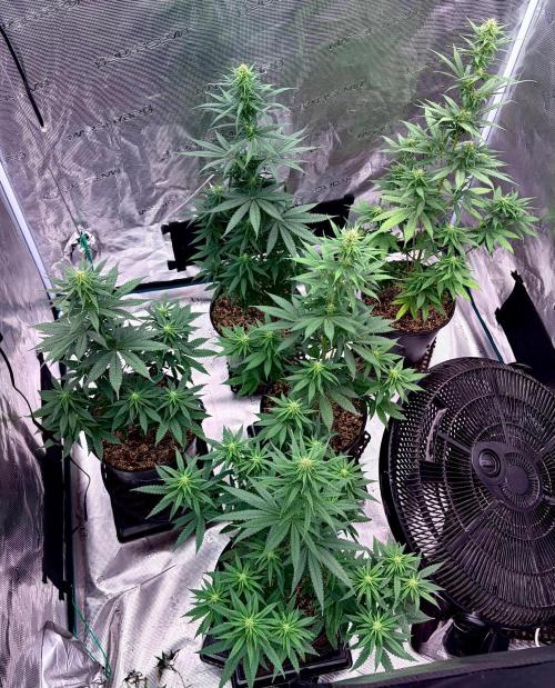 RED BILLY making it Official. Week 8 - 31st, a few seed pods are visible… and the plants All look healthy! 