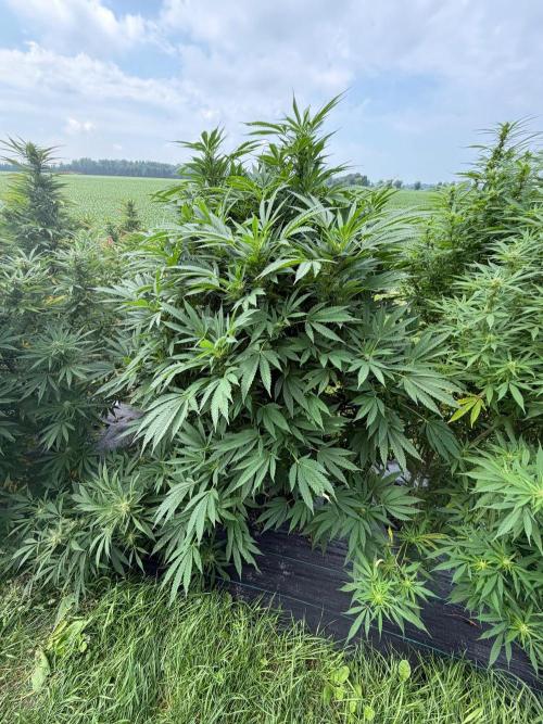 2026 Medley. Week 23 - 9/1, ACAPULCO GOLD before the haircut 