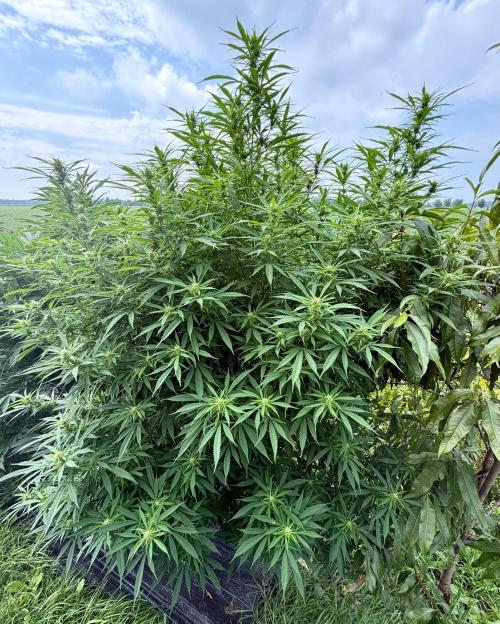 2026 Medley. Week 23 - 9/1, PANAMA RED keeps on growing!!