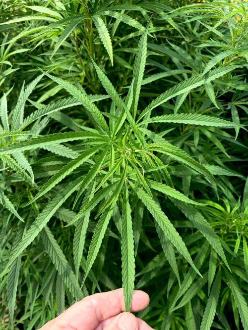 2026 Medley. Week 23 - 9/1, right from the start; Tri-Leaf or whorled Phyllotaxy both work 