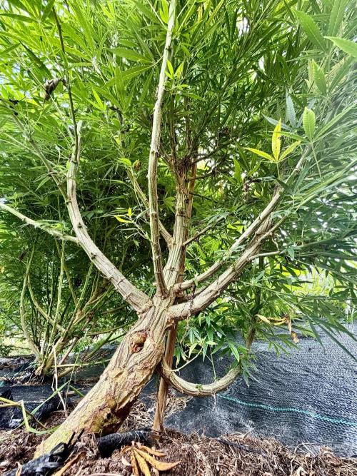 2026 Medley. Week 23 - 9/1, up the twisted stem of the Black Tuna, everything has shifted