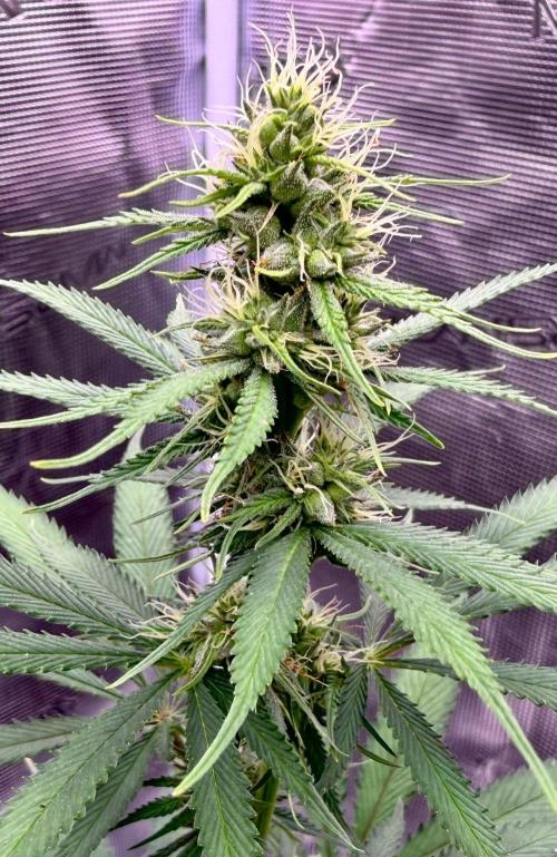 RED BILLY making it Official. Week 8 - 2nd pm, 4/5 are wildly producing Seeds, in fresh Buds