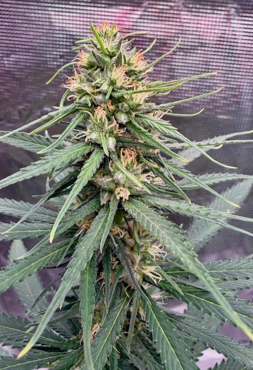 RED BILLY. Week 8