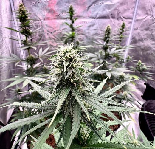 RED BILLY making it Official. Week 9 - 7th