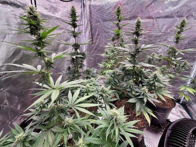RED BILLY making it Official. Week 9 - 7th
