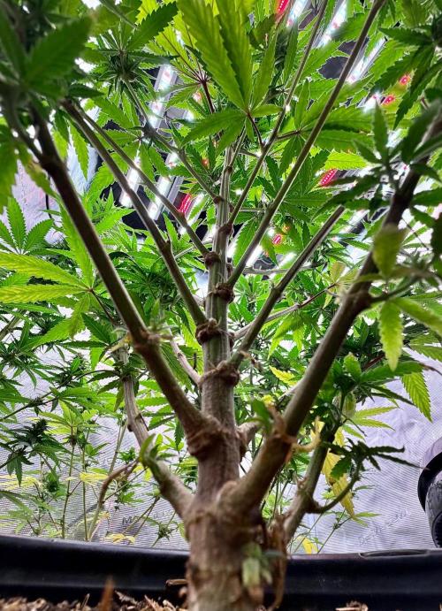RED BILLY making it Official. Week 9 - 9th, talk about symmetry lol “tight-nodes” i guess is right term