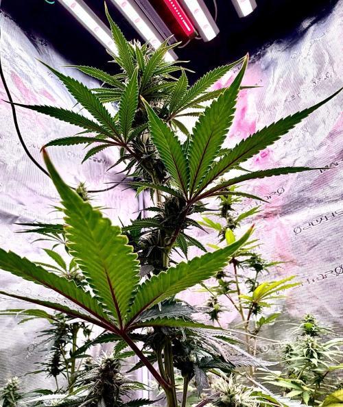 RED BILLY making it Official. Week 9 - 9th, 2 plants exhibit this Red-Vein