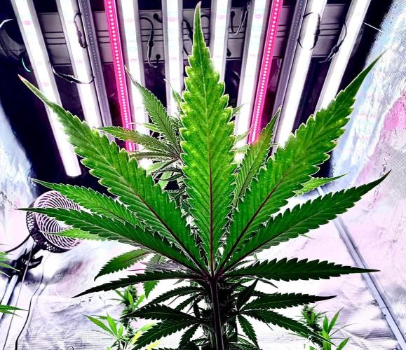 HYBRID - RED BILLY by 1Right_Angle