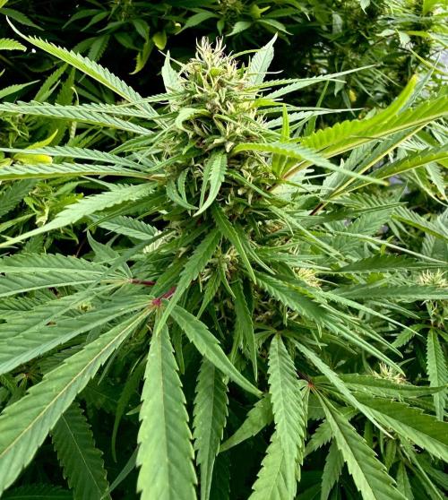 2026 Medley. Week 25 - One of the Panama Reds buds