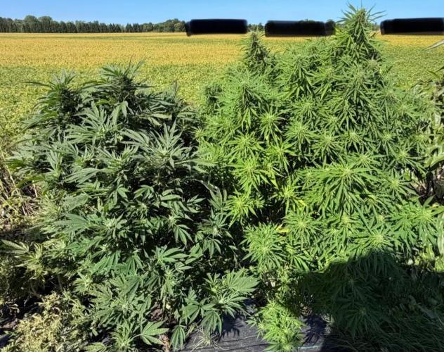 2026 Medley. Week 25 - 14th, Acapulco Gold left Panama Red right