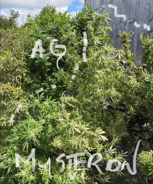 2026 Medley. Week 25 - 14th, I’ve stood Mysterion up! Wow what a Smell. Lime can now thrive 