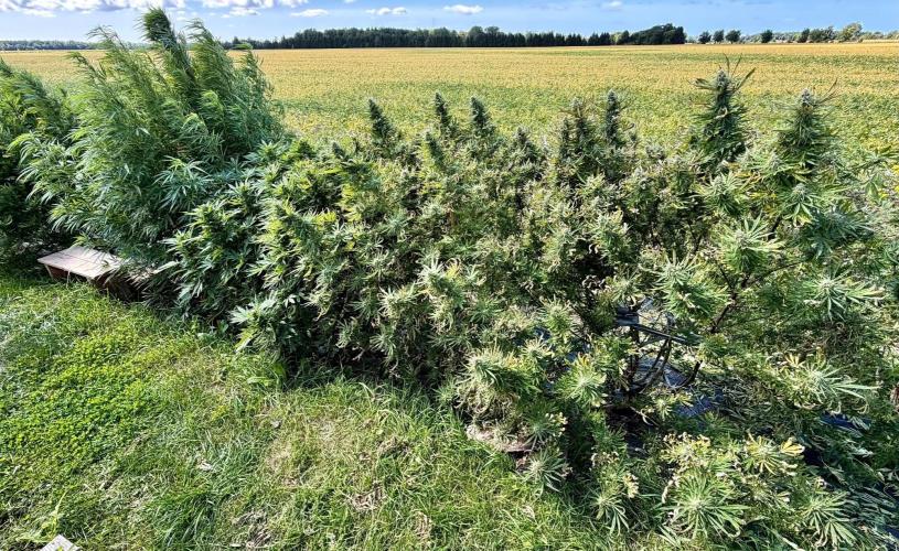 2026 Medley. Week 25 - 14th, defoliating, septoria leaves and nuisance Fans 