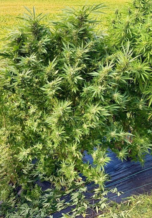 2026 Medley. Week 25 - 14th, Acapulco Gold looks way better, minus ~ 500 leaves