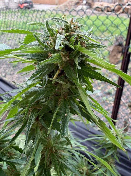 2026 Medley. Week 26 - 16th Friesland Nug 