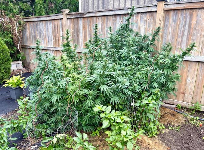 2026 Medley. Week 26 - 17th, ALASKAN PURPLE before a trim