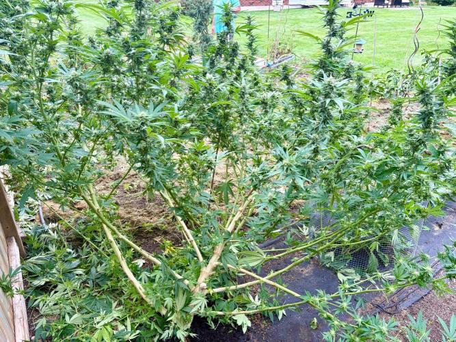 2026 Medley. Week 26 - 17th, its 6.5’ tall & grown out from the fence 9’ 