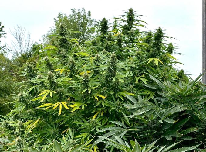 2026 Medley. Week 26 - 19th, Panama Red canopy is exploding, day 38 since flip