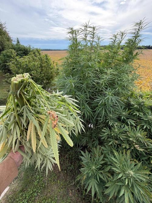 2026 Medley. Week 26 - 20th, send that wasted energy elsewhere within the plant