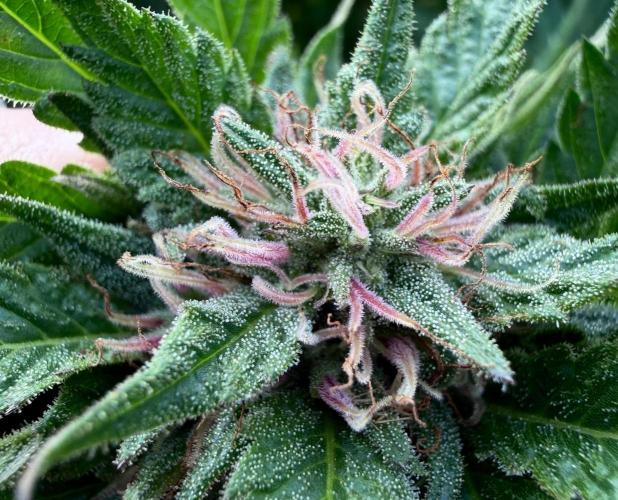 2026 Medley. Week 26 - Acapulco Gold with Pink Pistils