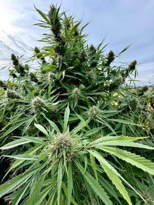 2026 Medley. Week 26 - 20th, PANAMA RED is inflating these buds 