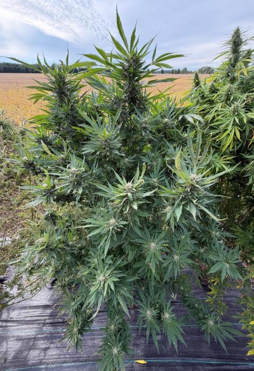2026 Medley. Week 26 - 20th ACAPULCO GOLD is stacking buds