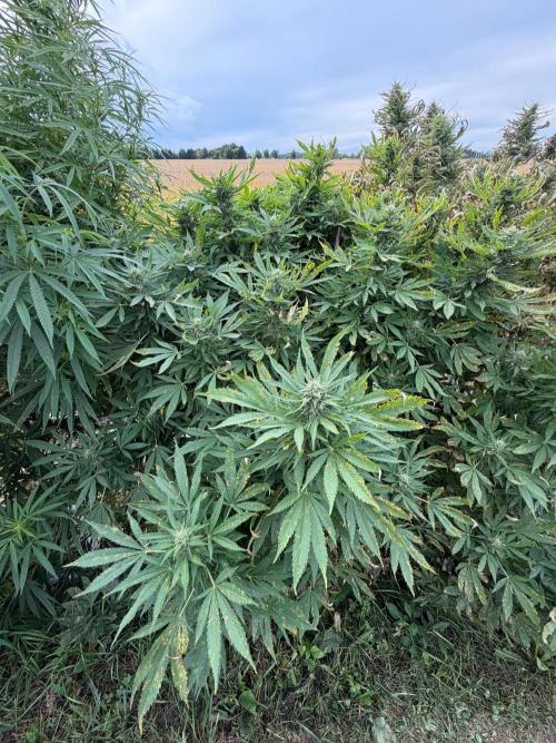 2026 Medley. Week 26 - 20th, JACKY WHITE between two Bigger bushes