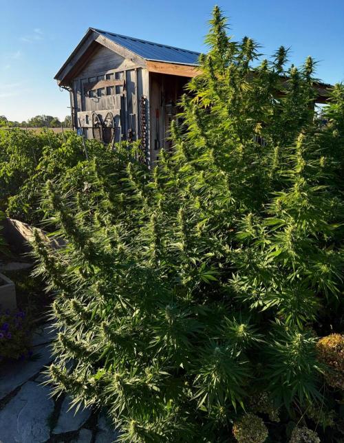 2026 Medley. Week 26 - 22nd, BLUEBERRY CHEESECAKE is commanding the landscape 100%