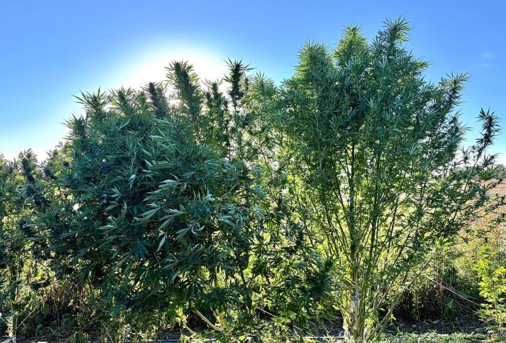 2026 Medley. Week 26 - 22nd, a Ready Hawaiian Snow right, to be trimmed LSD left !! Ahead of wpm 