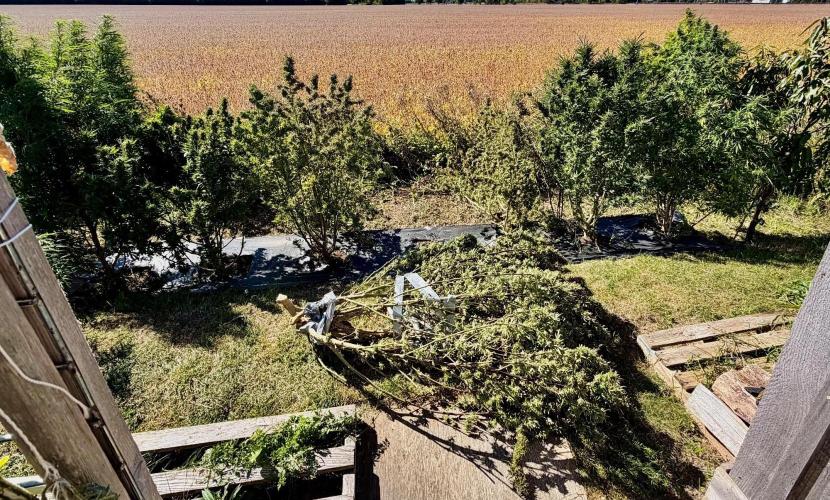 2026 Medley. Week 27 - 24th, down it goes. 1st of the season for Green Mtn Grape