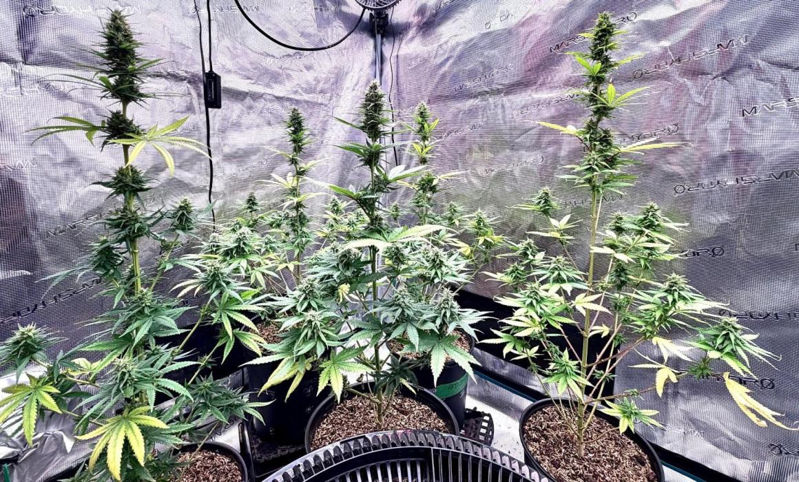 RED BILLY making it Official. Week 12