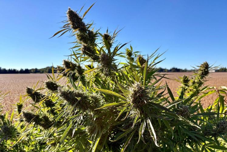 2026 Medley. Week 27 - 27th, the delicate Panama Red is bulking these buds up