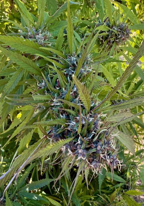 2026 Medley. Week 27 - 27th, PANAMA RED in the shade, has a wild Blueish tinge to it
