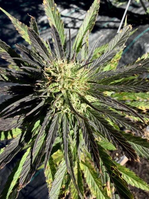 RED BILLY making it Official. Week 12 - 28th, Red Billy out on OG Row is gaining some Dark Leaves !!