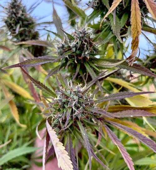 2026 Medley. Week 27 - 30th, Panama Red has some beautiful buds happening