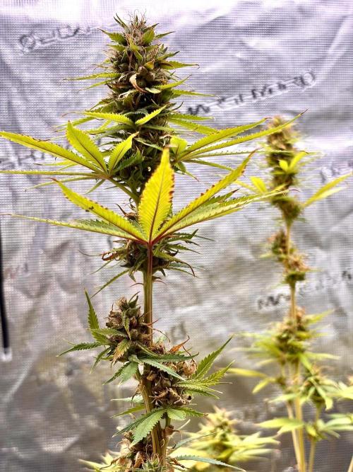 RED BILLY making it Official. Week 12 - 30th, these two plants are labeled as Red-Veins
