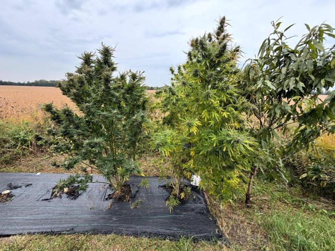 2026 Medley. Week 28 - 1st, Acapulco Gold left, Panama Red right